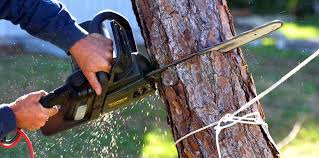 Professional Tree Care in Oakridge, OR
