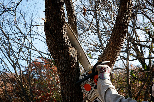 How Our Tree Care Process Works  in  Oakridge, OR