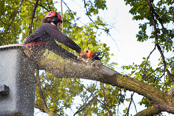Best Tree Trimming and Pruning  in Oakridge, OR